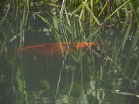Goudkarper [Cyprinus carpio var gold]